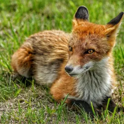 Russky Island - Vladivostok