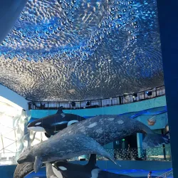 Vladivostok Oceanarium - Vladivostok