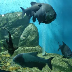 Vladivostok Oceanarium - Vladivostok