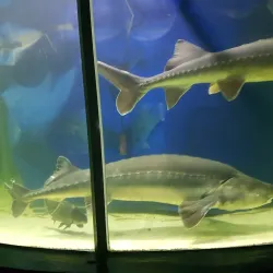 Vladivostok Oceanarium - Vladivostok