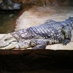 Vladivostok Oceanarium - Vladivostok