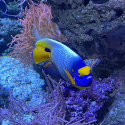 Vladivostok Oceanarium - Vladivostok