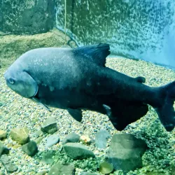 Vladivostok Oceanarium - Vladivostok