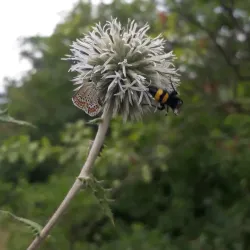 Volgodonsk Botanical Garden - Volgodonsk