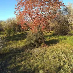 Volgodonsk Botanical Garden - Volgodonsk