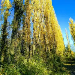 Volgodonsk Botanical Garden - Volgodonsk