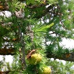 Volgodonsk Botanical Garden - Volgodonsk