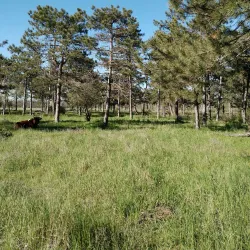 Volgodonsk Botanical Garden - Volgodonsk