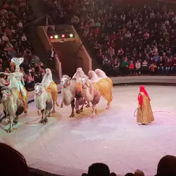 Volgograd Circus - Volgograd