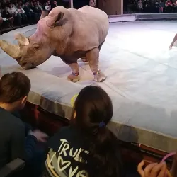 Volgograd Circus - Volgograd