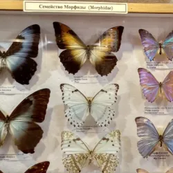 Voronezh Regional Museum of Local Lore - Voronezh