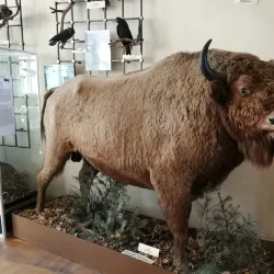 Voronezh Regional Museum of Local Lore - Voronezh