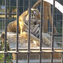 Voronezh Zoo - Voronezh