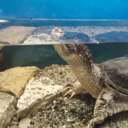 Voronezh Zoo - Voronezh