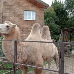 Voronezh Zoo - Voronezh