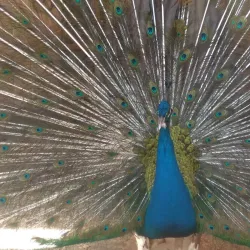 Voronezh Zoo - Voronezh