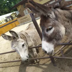 Voronezh Zoo - Voronezh