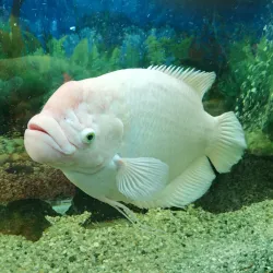 Voronezh Zoo - Voronezh