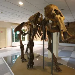 Museum of Mammoths - Yakutsk