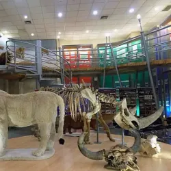 Yakutsk Regional Museum - Yakutsk