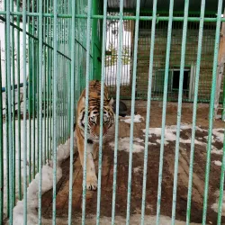 Yakutsk Zoo - Yakutsk