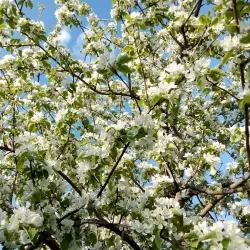 Church of St. George the Victorious - Yegoryevsk