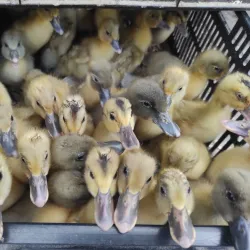 Local Market - Yegoryevsk