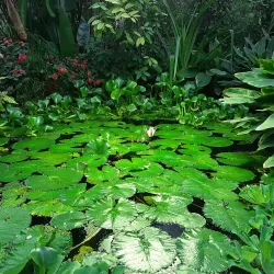 Ural State University Botanical Garden - Yekaterinburg