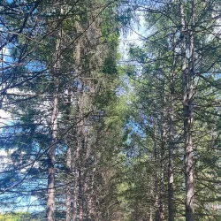 Ural State University Botanical Garden - Yekaterinburg