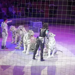 Yekaterinburg Circus - Yekaterinburg