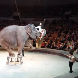 Yekaterinburg Circus - Yekaterinburg