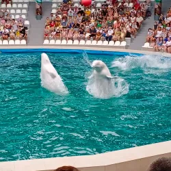 Yevpatoria Dolphinarium - Yevpatoria
