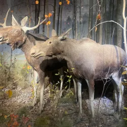 National Museum of the Republic of Mari El - Yoshkar-Ola