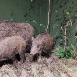 National Museum of the Republic of Mari El - Yoshkar-Ola