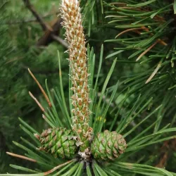 Sakhalin State University Botanical Garden - Yuzhno-Sakhalinsk