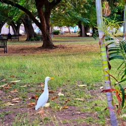Portsmouth Square - Basseterre