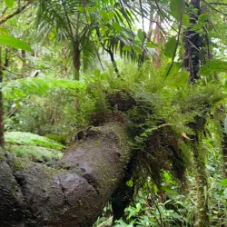 Mount Liamuiga - Cayon