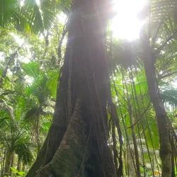 Mount Liamuiga - Cayon