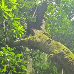 Mount Liamuiga - Cayon