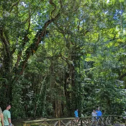 Wingfield Estate - Cayon