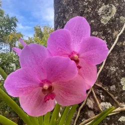 Nevis Botanical Gardens - Charlestown