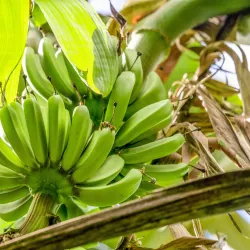 Mount Liamuiga - Lodge