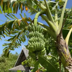 St. Kitts Eco-Park - Lodge