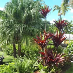 Romney Manor - Newcastle