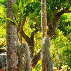 Botanical Gardens of Nevis - Scarborough