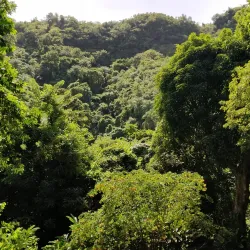 Central Forest Reserve - Tabernacle