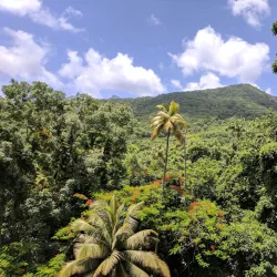 Central Forest Reserve - Tabernacle
