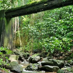 Central Forest Reserve - Tabernacle
