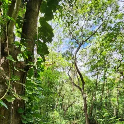 Wingfield Estate - Tabernacle