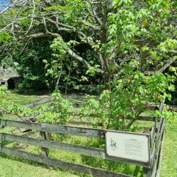 Wingfield Estate - Tabernacle